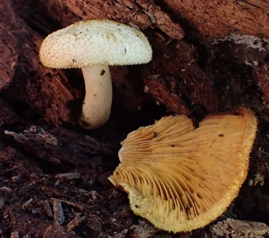(Tricholomopsis sp-IN01)