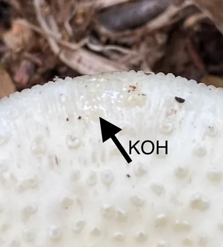 White Panther (Amanita multisquamosa)