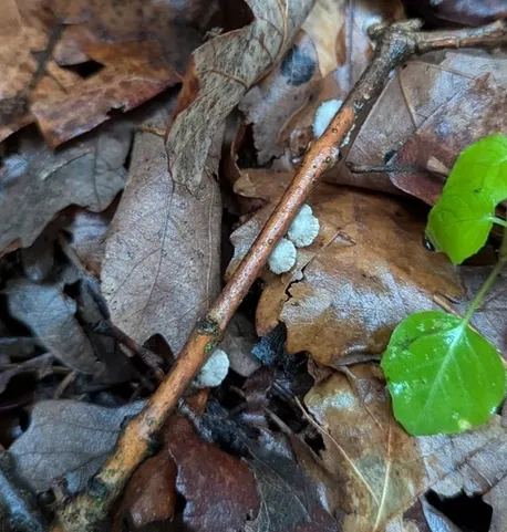 Splitgill Mushroom (Schizophyllum commune)