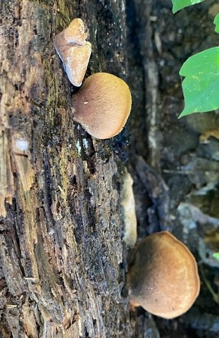 Bear Lentinus (Lentinellus ursinus)