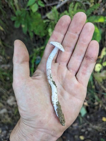 Purple-and-white Deceiver (Laccaria ochropurpurea)