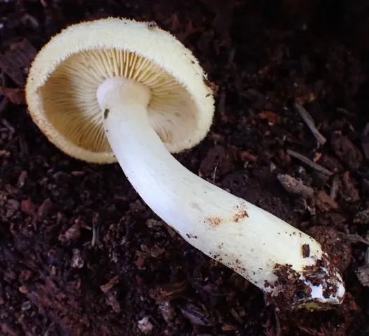 undefined (Tricholomopsis sp-IN01)