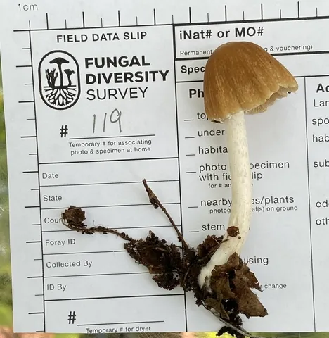 Pale Brittlestem (Candolleomyces candolleanus)