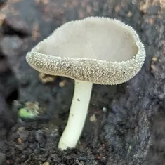 Long-Stalked Gray Cup