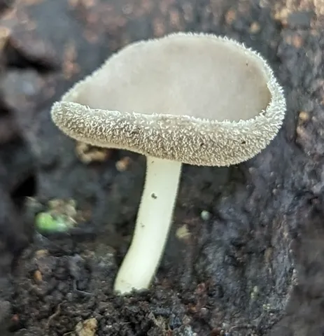 Helvella macropus