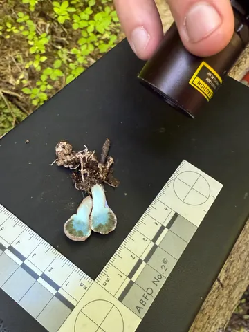 undefined (Phallogaster cf. phillipsii)