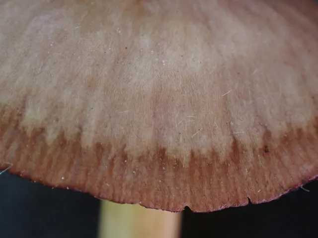 undefined (Mycena sp. 'IN6' (Mycena rutilantiformis))