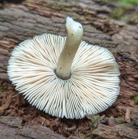 Saupe's Pluetus (Pluteus saupei)