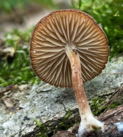 Dingy Twiglet (Simocybe centunculus)