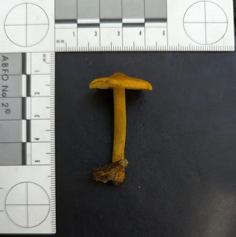 Orange Faint Foot Mushroom (Heimiomyces tenuipes)