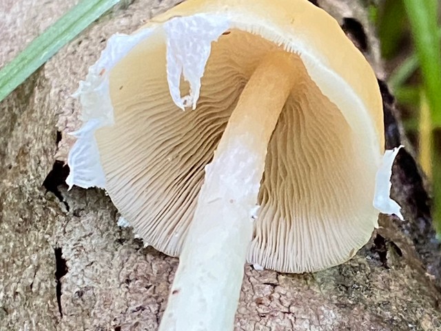 Pale Brittlestem (Candolleomyces candolleanus)