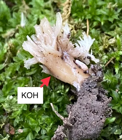 undefined (Clavulina sp-IN05)