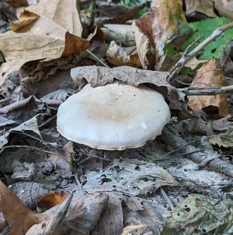 Blewit (Collybia nuda)