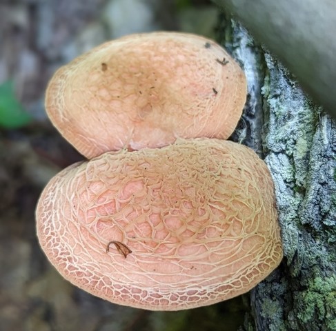 Wrinkled Peach (Rhodotus reticeps)