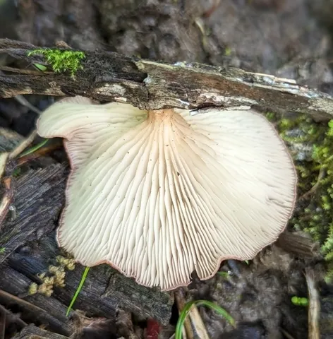 Lilac Oysterling (Panus conchatus)