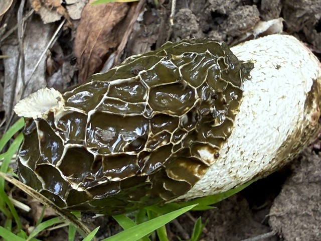 Dune Stinkhorn (Phallus hadriani)