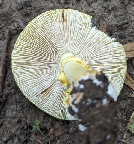 Yellow American Blusher (Amanita flavorubens)