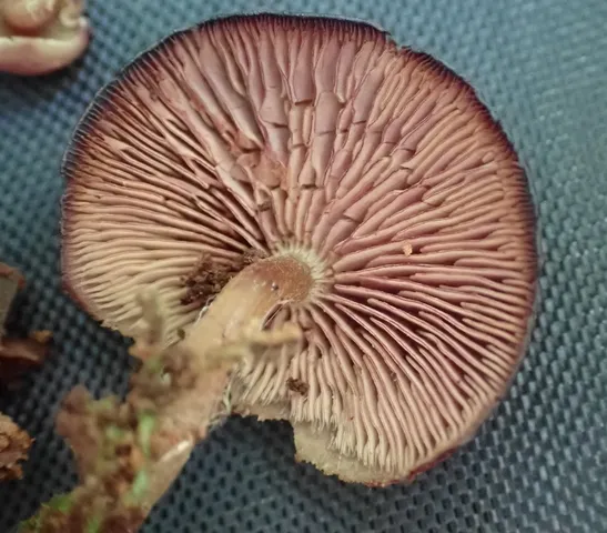 Purple-edged Lute (Callistosporium purpureomarginatum)