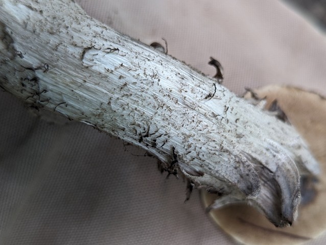 Blue-Staining Oak Leccinellum (Leccinellum quercophilum)