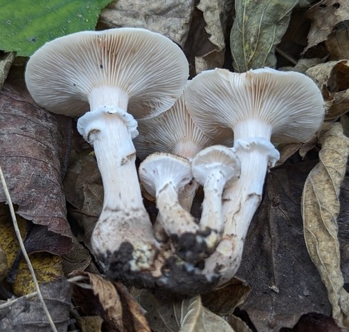 White Honey Mushroom (Armillaria gallica)