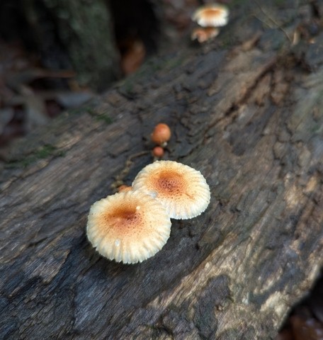 Sunray Sawtooth (Heliocybe sulcata)