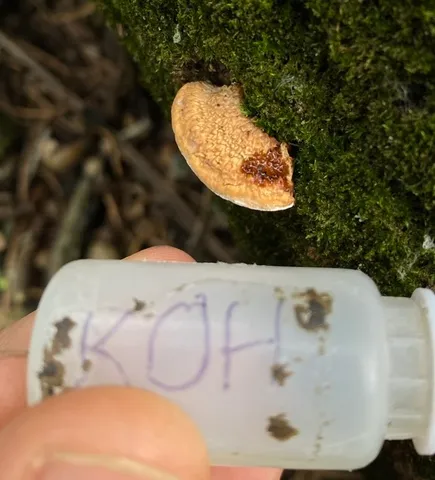 undefined (Perenniporia ohiensis)