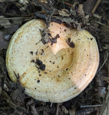 Acrid Lactarius (Lactarius psammicola)