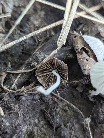 Trooping Crumble Cap (Coprinellus disseminatus)