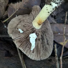 Hard's Stropharia