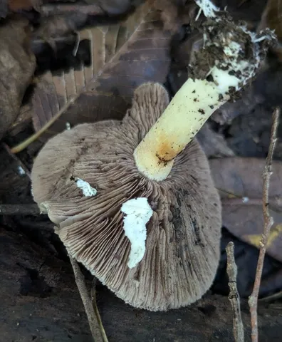 Stropharia hardii