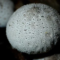 Common Puffball