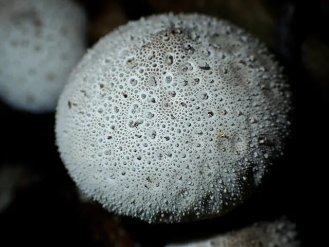 Lycoperdon perlatum