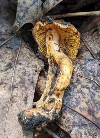 undefined (Inocybe sp-IN21)