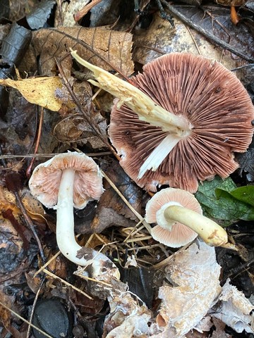 Kerrigan's Agaricus (Agaricus kerriganii)