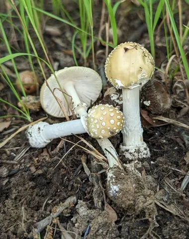 White Panther (Amanita multisquamosa)