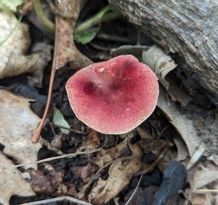 Red Gyroporus (Gyroporus purpurinus)