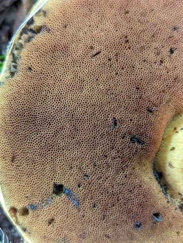 American Lurid Bolete (Suillellus ameriluridus)