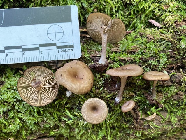 Brown Goblet (Arrhenia epichysium)