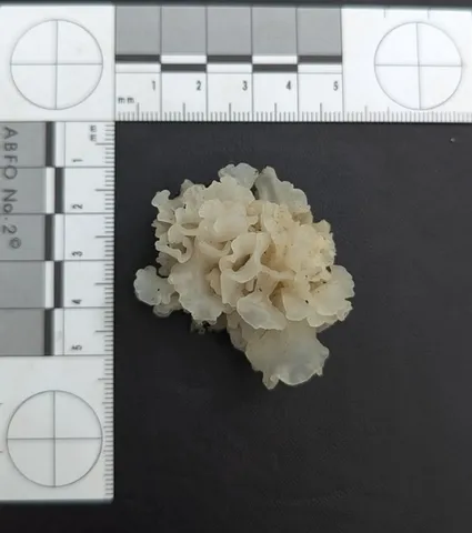 Snow Fungus (Tremella fuciformis)