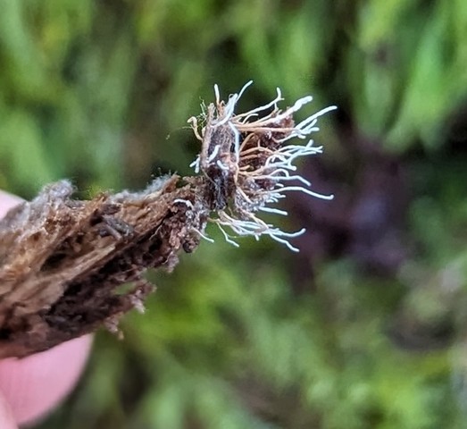 Spider Akanthomyces (Akanthomyces aranearum)