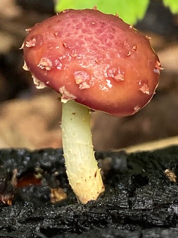 null (Pholiota polychroa)