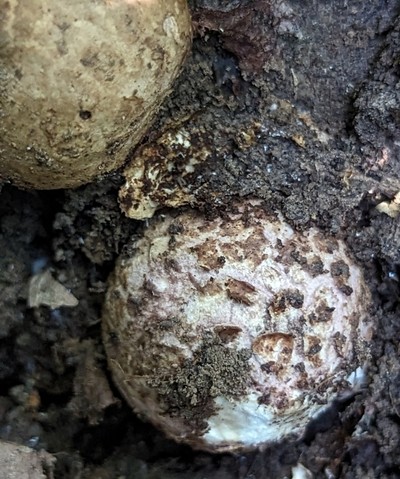 Collared Earthstar (Geastrum triplex)