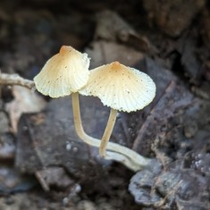 Eastern Tangerine Athena
