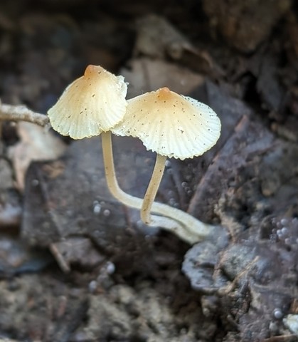 Eastern Tangerine Athena (Atheniella leptophylla)