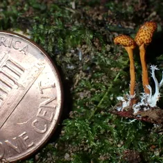 Cheeto Cordyceps