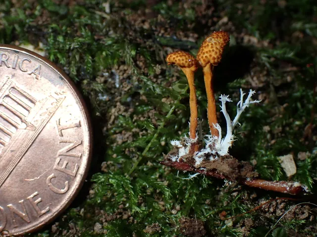 Ophiocordyceps variabilis