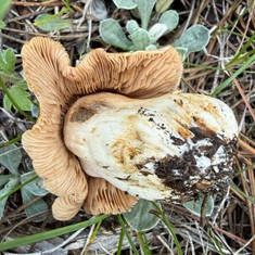 Poisonpies