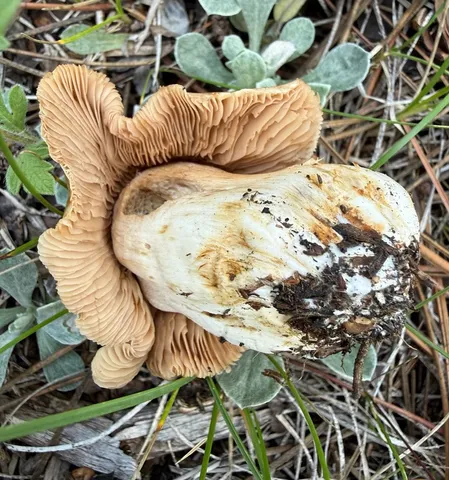 Hebeloma spp.