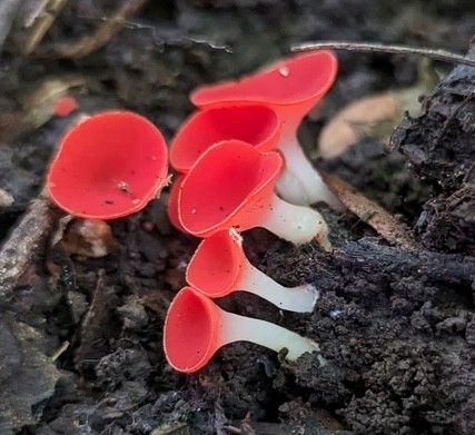 Stalked Elf Cup (Sarcoscypha occidentalis-IN03)