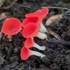 Stalked Elf Cup